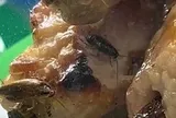 Tạm đóng cửa một quầy bán đồ ăn chợ Bến Thành vì có côn trùng bò trong thực phẩm