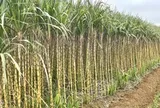 Bất ngờ với cách người Việt "đóng băng" cây mía, trở thành mặt hàng được săn đón tại Mỹ và Hàn