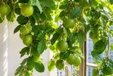 Tin vui cho những người đang trồng cây chanh