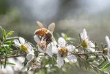 Đặc sản đắt như vàng được giới thượng lưu săn đón, Việt Nam cũng có loại bản địa đỉnh chẳng kém cạnh