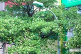 Hà Nội yêu cầu khẩn trương di dời bớt cây hoa sữa