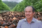 Đàn gà ăn chuối của bầu Đức giờ ra sao?