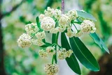 Khách Tây nghĩ sao về hương hoa sữa tại Hà Nội?