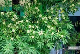 Bác sĩ lý giải vì sao mùi hoa sữa gây đau đầu, chóng mặt, ai nên chủ động tránh?