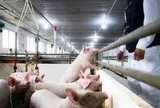 Tỷ phú Trần Đình Long bán 151.000 con heo, 87 triệu quả trứng gà trong quý 3
