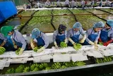 Không phải sầu riêng, Campuchia đang làm giàu với loại quả Việt Nam trồng rất nhiều: Thu về hơn 180 triệu USD, nhiều ông lớn nước ta đổ xô sang đầu tư