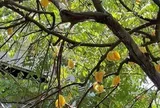 Ông bà dặn con cháu: "Nhà có cây quý, người có lộc bền" - Trồng 5 cây này thì nhà vượng - người may