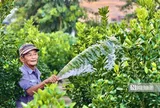 Gần 4 tháng nữa mới đến Tết, quất cảnh Hội An đã được thương lái đặt cọc gần hết