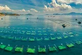 Mỹ, Trung Quốc, EU cùng góp mặt trong cuộc chơi tỷ đô của Việt Nam, 1 doanh nghiệp thu nghìn tỷ/tháng