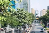 Hà Nội lý giải về đề án quản lý phát triển cây xanh, vườn hoa