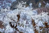 Phát hiện đỉnh núi cao hơn 1.500m ở Việt Nam, từng lạnh dưới 0°C, cây cối phủ trắng băng giá như trời Âu