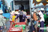 Nghề lưới vây ở Lâm Đồng: Trúng đàn cá, cả tàu phấn khởi