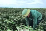 Tía tô có giá trị gì mà nông dân tính thu tiền tỷ?