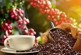 Giá cà phê xuống dưới mốc 90.000 đồng/kg