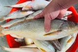 Chủ cửa hàng hải sản 20 năm tiết lộ: 5 loại cá hoang dã giàu dinh dưỡng, không thể nuôi được, thấy phải mua ngay!