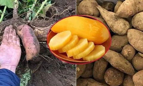 Đặc sản lạ lên sàn bán hơn 300 tấn trong 2 tháng - người dân thu nhập hàng chục triệu đồng