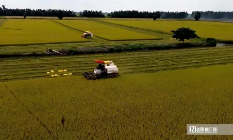 Vụ Hè thu ở đồng bằng sông Cửu Long: Nông dân vui ít, lo nhiều