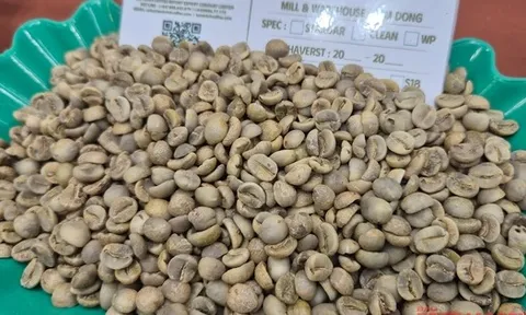 Giá cà phê hôm nay, 2-11: Điều chưa từng có ở vùng cà phê Sơn La