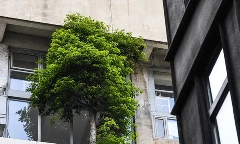 Ban công đặt 5 thứ này, vận may bị chặn đứng, làm mãi không thấy khá