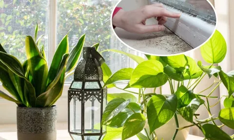 7 loại cây làm sạch không khí, hút ẩm và ngăn nấm mốc sinh sôi trong nhà