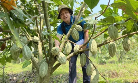 Sản xuất ca cao bền vững, bước đi tiên phong hướng tới thị trường tín chỉ carbon