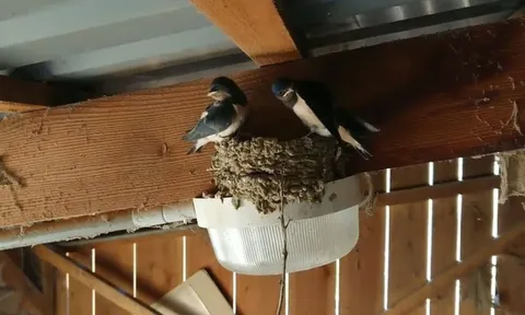 3 dấu hiệu dự báo Thần Tài đến nhà, gia chủ trúng mánh giàu to