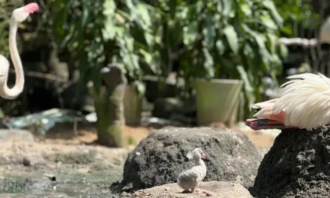 Những 'bé' thú quý hiếm chào đời ở Thảo Cầm Viên Sài Gòn