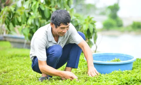 Ý tưởng khởi nghiệp của lão nông Thanh Hóa: Biến loài rau dại thành cây làm giàu