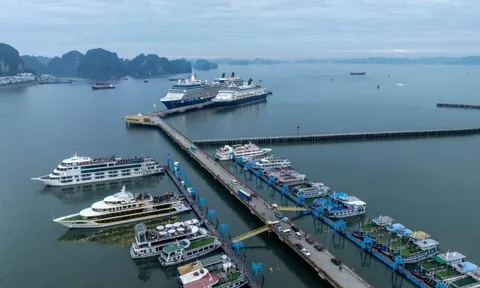 Khung cảnh ở Hạ Long ngay lúc này khiến nhiều người tò mò, nhận xét: "Ở đây đang thực sự có gì?"