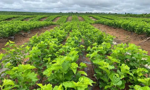 Cận cảnh bầu Đức nuôi tằm ươm tơ: Nương dâu 2.000 ha trên cao nguyên Bolaven và công thức 70 USD ‘ngon hơn tất cả các loại cây’