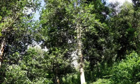 Một loại sản vật thế giới rất hiếm nhưng riêng 1 tỉnh của Việt Nam đã trồng hơn 43.000 ha: Xuất khẩu thu về hơn 47 triệu USD, nước ta cùng Trung Quốc là ‘ông trùm’ toàn cầu