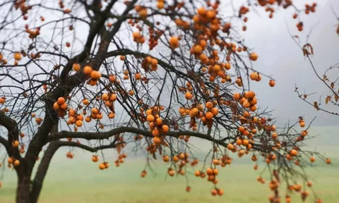 Loại cây tượng trưng cho thịnh vượng và may mắn: Trồng 1 cây trong nhà thêm được 10 lợi ích sức khỏe