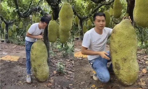 Quả mít to ngang 1 người lớn gây choáng MXH: Tưởng của hiếm, hoá ra đã trồng đầy ở Việt Nam