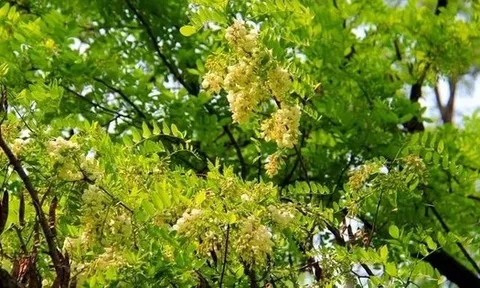 Người xưa dặn: Tránh xa 5 loại cây “âm” này vì dễ rước vận xấu vào nhà