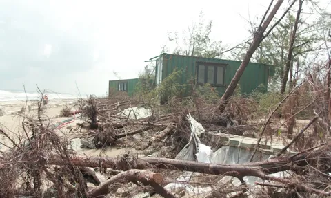 Hà Tĩnh: Cần nhanh chóng khắc phục “lá chắn xanh” phòng hộ ven biển