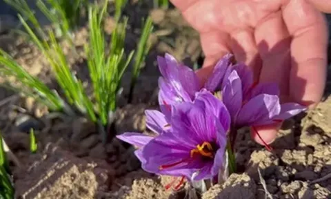 Loại hoa "quý tộc" trước kia giờ thành đặc sản giá tới 450 triệu đồng/kg, Việt Nam cũng đã trồng thành công