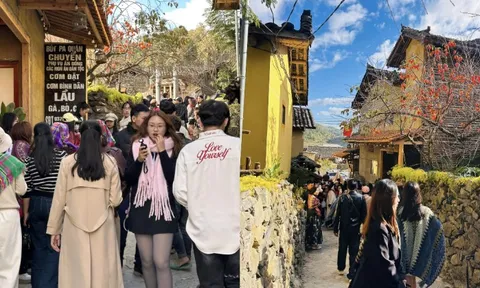 Cây hồng "khổ nhất" Việt Nam: Cả nghìn người kéo tới check-in mỗi ngày