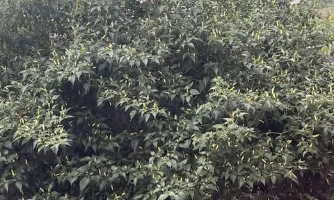 Cây ớt “cổ thụ” khiến 3 triệu người tò mò, nguồn gốc còn lạ hơn