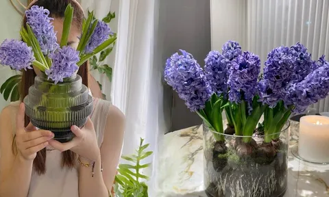 Nhiều chị em đang kháo nhau: Tết này nhất định phải trồng một chậu “hoa của các vị thần”, vừa thơm nhà vừa sang chảnh