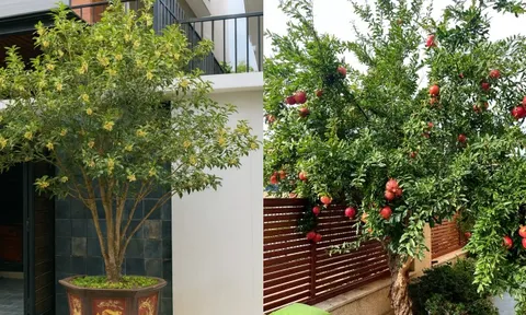 Sân nhà trồng 3 loại cây này: Càng trồng càng thấy nhà ấm, lộc về kín cổng