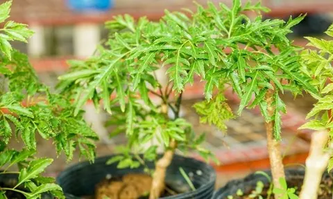 Loài cây này quý như vàng ròng: Lá là nhân sâm, càng trồng lâu càng thịnh vượng