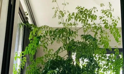 4 cây càng trồng càng rước họa, nhiều nhà vô tình phạm mà không biết