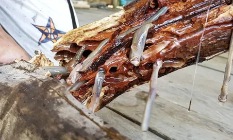 4 món đặc sản châu Á phải ăn tươi sống, Việt Nam cũng "góp mặt" một món