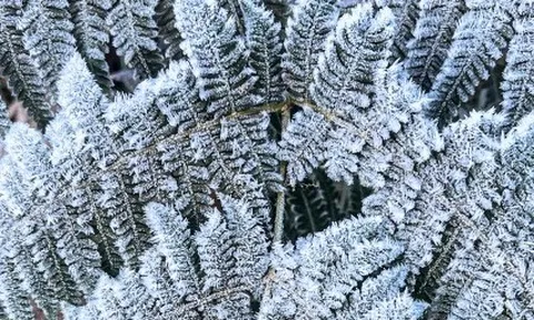 Y Tý xuất hiện băng giá, những tán cây rừng đẹp kỳ ảo