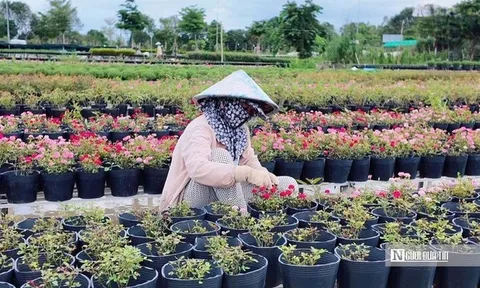 Sắc hoa Sa Đéc chuẩn bị đón Festival và Tết 2026