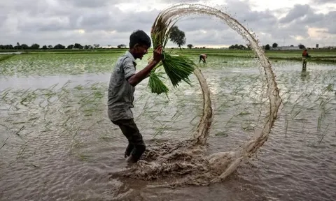 Không phải Thái Lan hay Ấn Độ, đây mới là ‘nạn nhân’ của cuộc đua xuất khẩu gạo tại châu Á: Kim ngạch giảm 1 nửa, là nhà xuất khẩu lớn thứ 4 thế giới