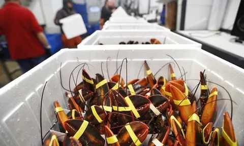 'Mỏ vàng' dưới nước của Việt Nam được người Trung Quốc mê không lối thoát: xuất khẩu tăng 135%, ưu đãi thuế cạnh tranh ngang ngửa hàng Mỹ