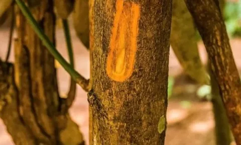 Một loại ‘vàng nâu’ quý báu của thế giới nhưng Việt Nam trồng bạt ngàn: Từ thân đến lá đều ra tiền, thu về gần 250 triệu USD kể từ đầu năm