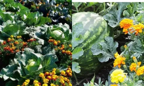 Người Trung Quốc thường trồng cây này trước cửa để ngăn rắn vào nhà: Người Việt thường mua chơi Tết