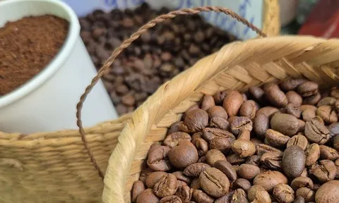 Giá cà phê hôm nay 1-12: Dồn dập thu hoạch và khuyến cáo quan trọng